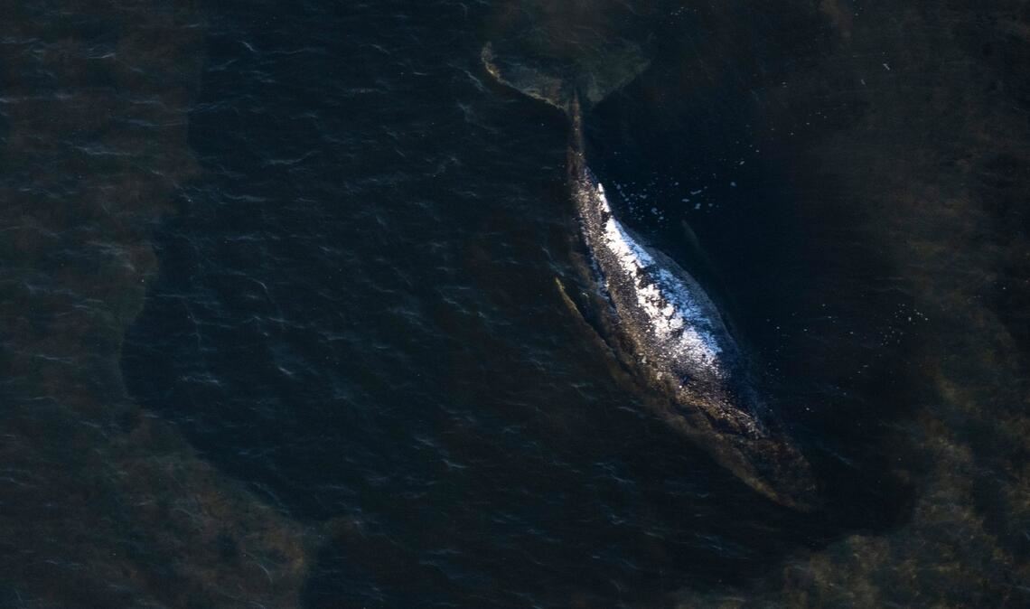 Der Buckelwal liegt in einer ausgespülten Wanne vor der Insel Poel.