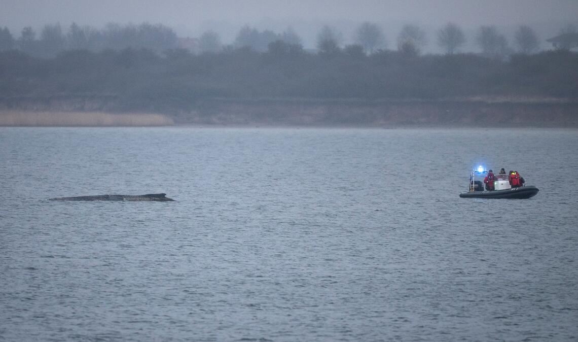 Der Buckelwal liegt noch immer fest