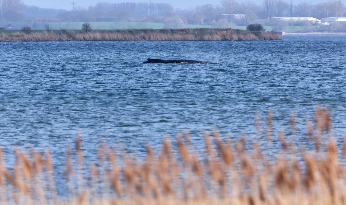 Der Buckelwal liegt  noch immer in vor der Insel Poel fest.