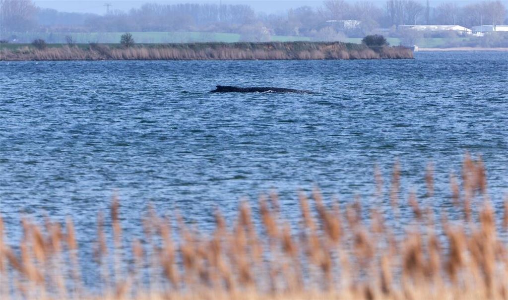 Der Buckelwal liegt  noch immer in vor der Insel Poel fest.