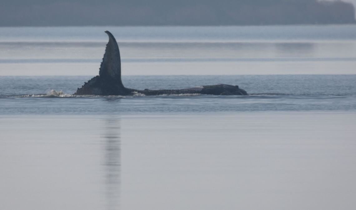 Der Buckelwal liegt seit mehreren Tagen vor der Insel Poel fest.