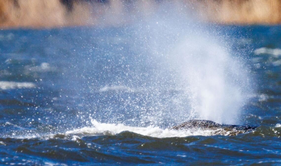 Der Buckelwal liegt vor der Insel Poel und bläst Atemluft aus.