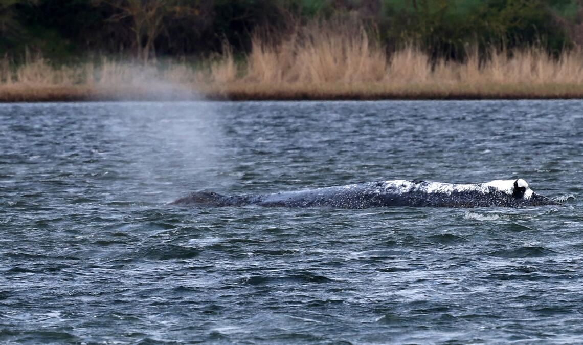 Der Buckelwal liegt weiter in einer Mulde im Flachwasser vor der Insel Poel.