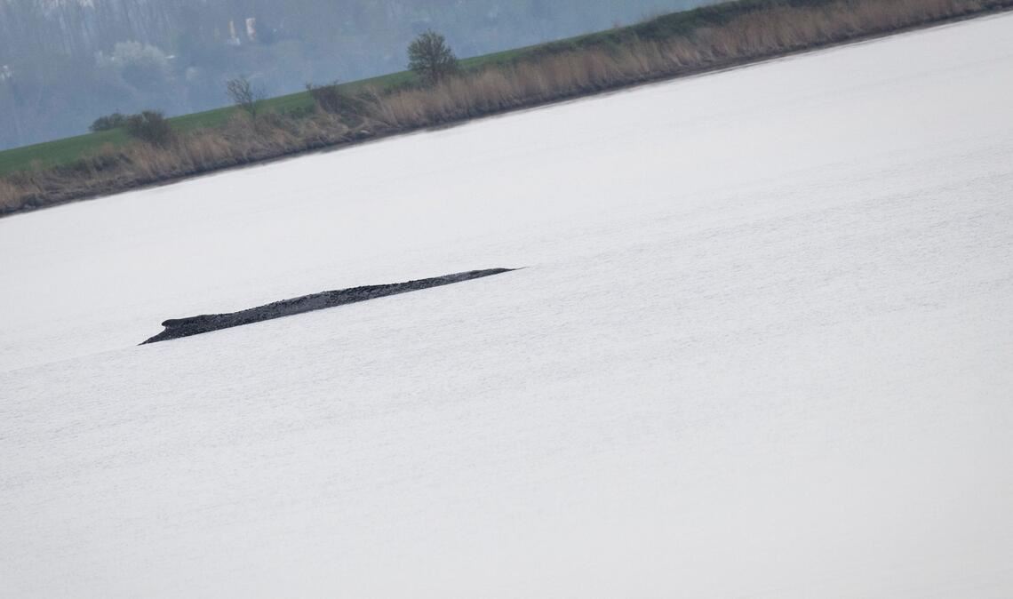 Der Buckelwal liegt weiterhin vor der Insel Poel, am Donnerstag startet ein weiterer Rettungsversuch.