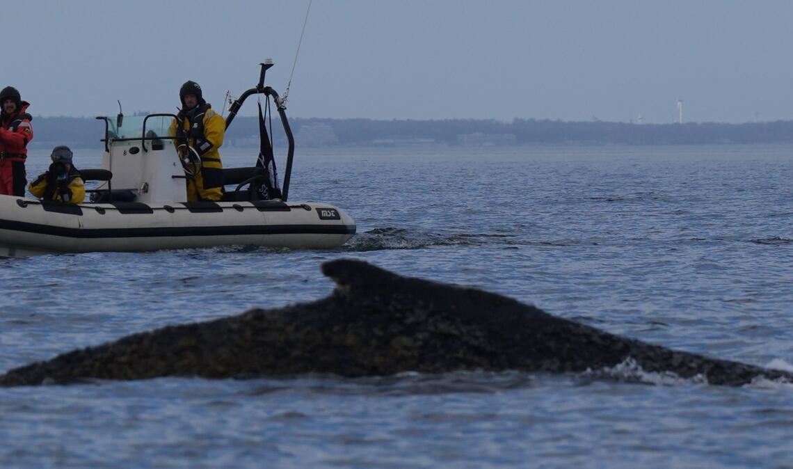 Der Buckelwal schwimmt wieder.