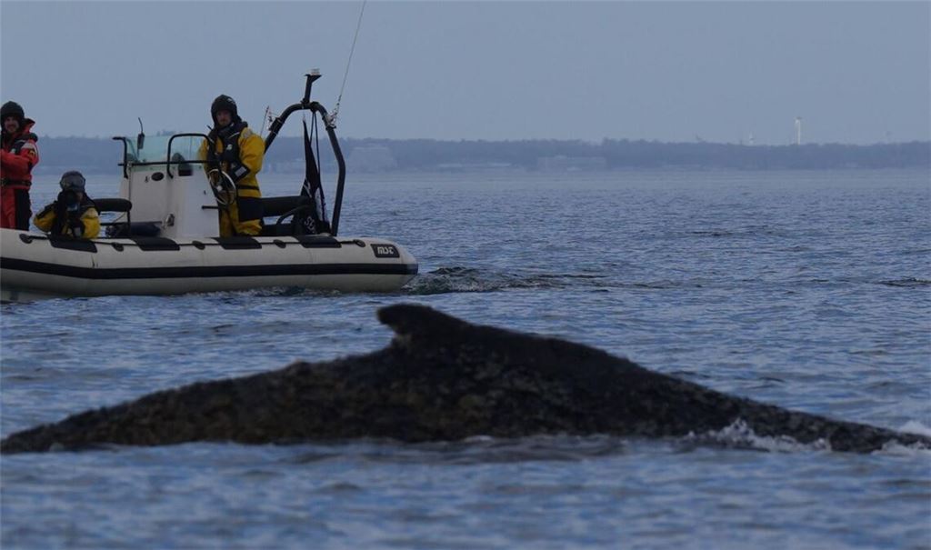 Der Buckelwal schwimmt wieder.