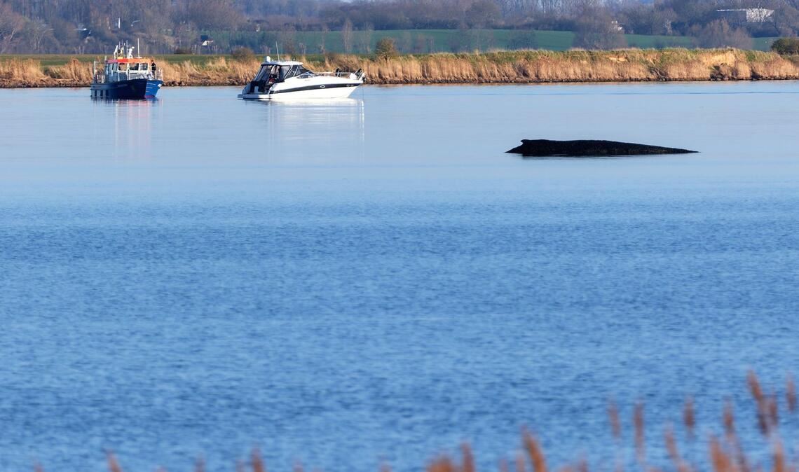 Der Buckelwal sitzt vor Wismar fest.