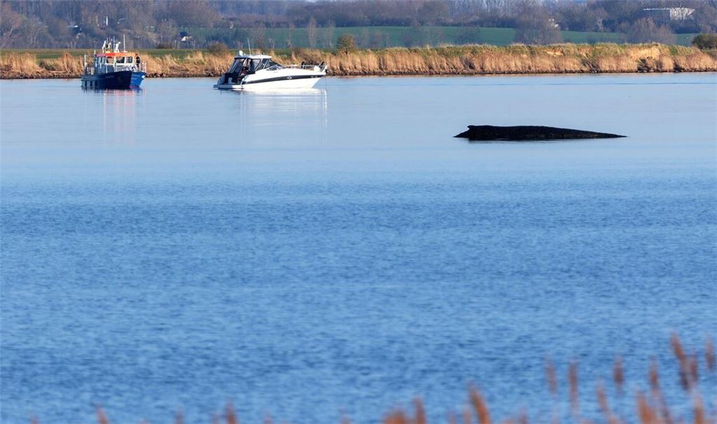 Der Buckelwal sitzt vor Wismar fest.