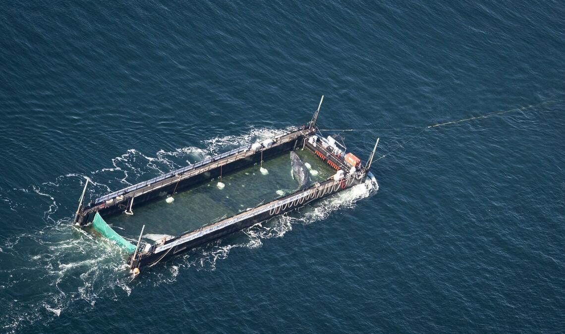 Der Buckelwal war Anfang März erstmals in der Ostsee gesehen worden.