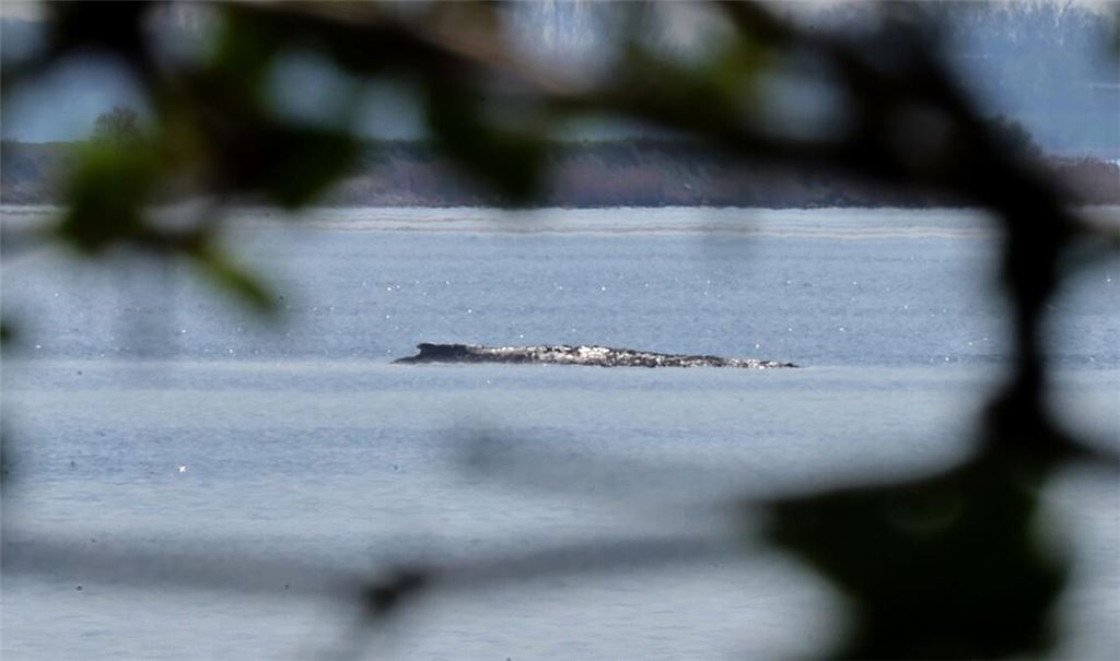 Der Buckelwal war auch am Mittwoch deutlich zu hören.