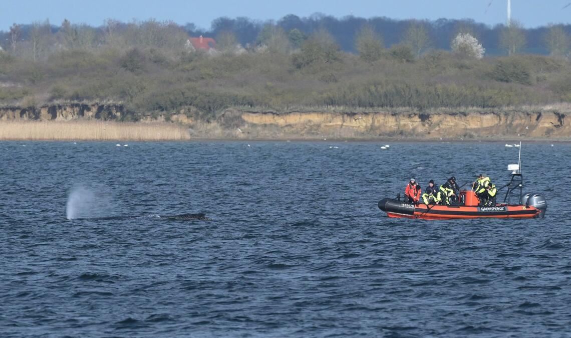 Der Buckelwal war zunächst in der Nacht zum 23. März auf einer Sandbank in Schleswig-Holstein am Timmendorfer Strand gestrandet.