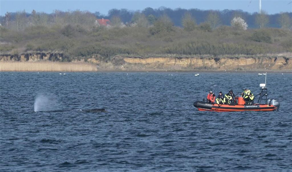 Der Buckelwal war zunächst in der Nacht zum 23. März auf einer Sandbank in Schleswig-Holstein am Timmendorfer Strand gestrandet.