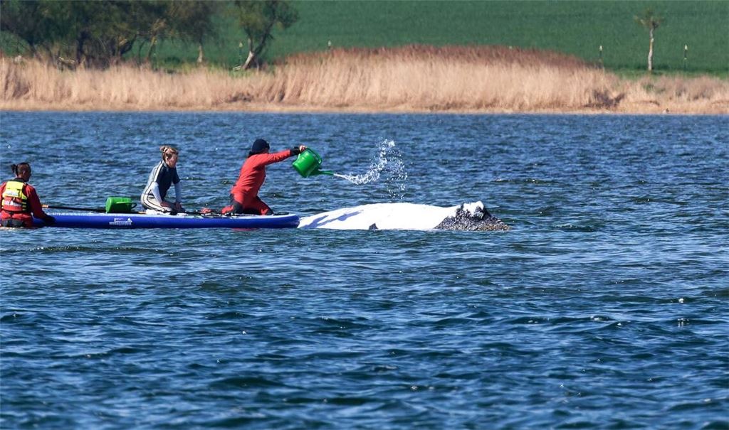 Der Buckelwal wird von Helfern vor der Insel Poel mit Wasser aus einer Gießkanne bespritzt.