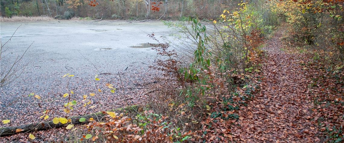 Der Damm, der den oberen vom mittleren Klostersee trennt, muss saniert werden. Unter anderem werden hier Bäume und Sträucher gerodet und Erosionsstellen ausgebessert.
