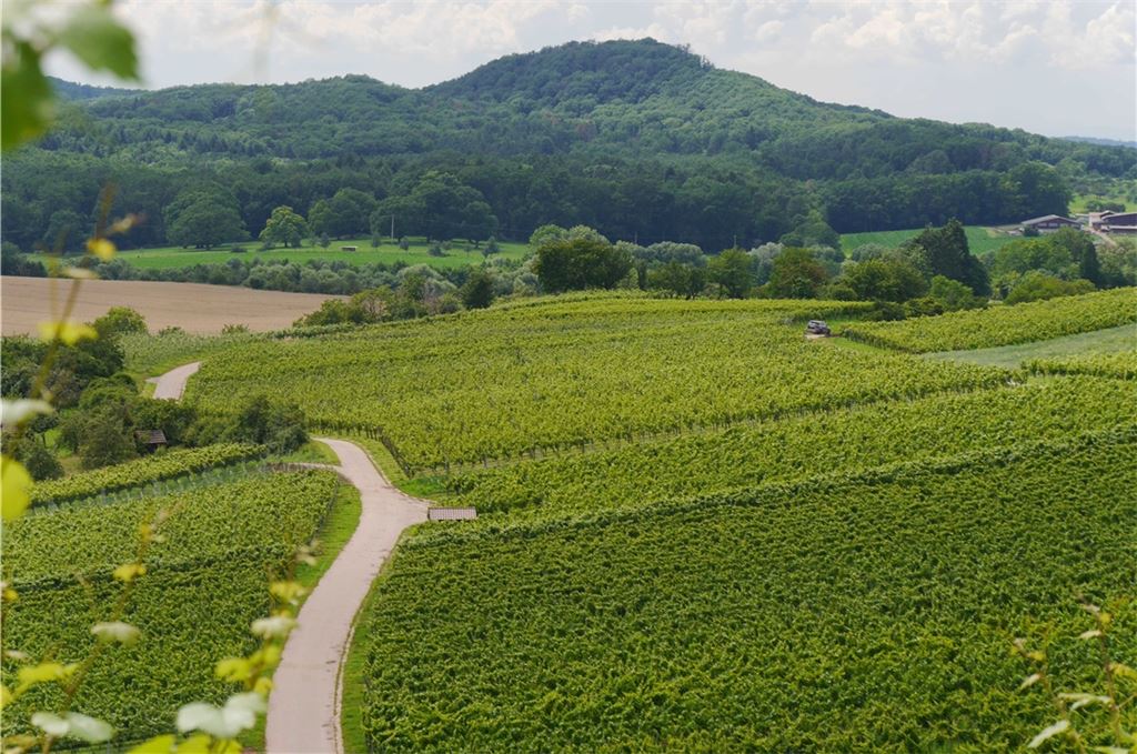 Der Diefenbacher Mettenberg öffnet nicht nur den Blick auf die Umgebung. Er ist auch ein wertvolles Refugium für Insekten und Blumen – dazu gehören auch Orchideen. Lechner
