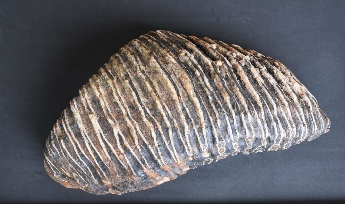 Düsseldorfer findet Mammut-Zahn am Rhein Der Düsseldorfer Hobby-Archäologe Rustam Wagner hat am Rheinufer einen bis zu 125.000 Jahre alten Mammutzahn gefunden. (Archivbild)