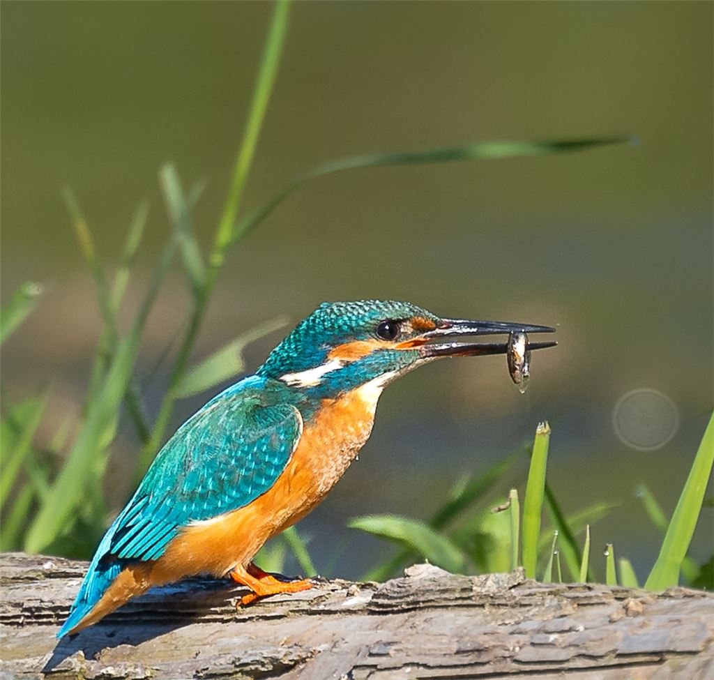 Der Eisvogel ist selten – und genießt damit Vorfahrt vor menschlichen Plänen. Leserfoto: Grzesko