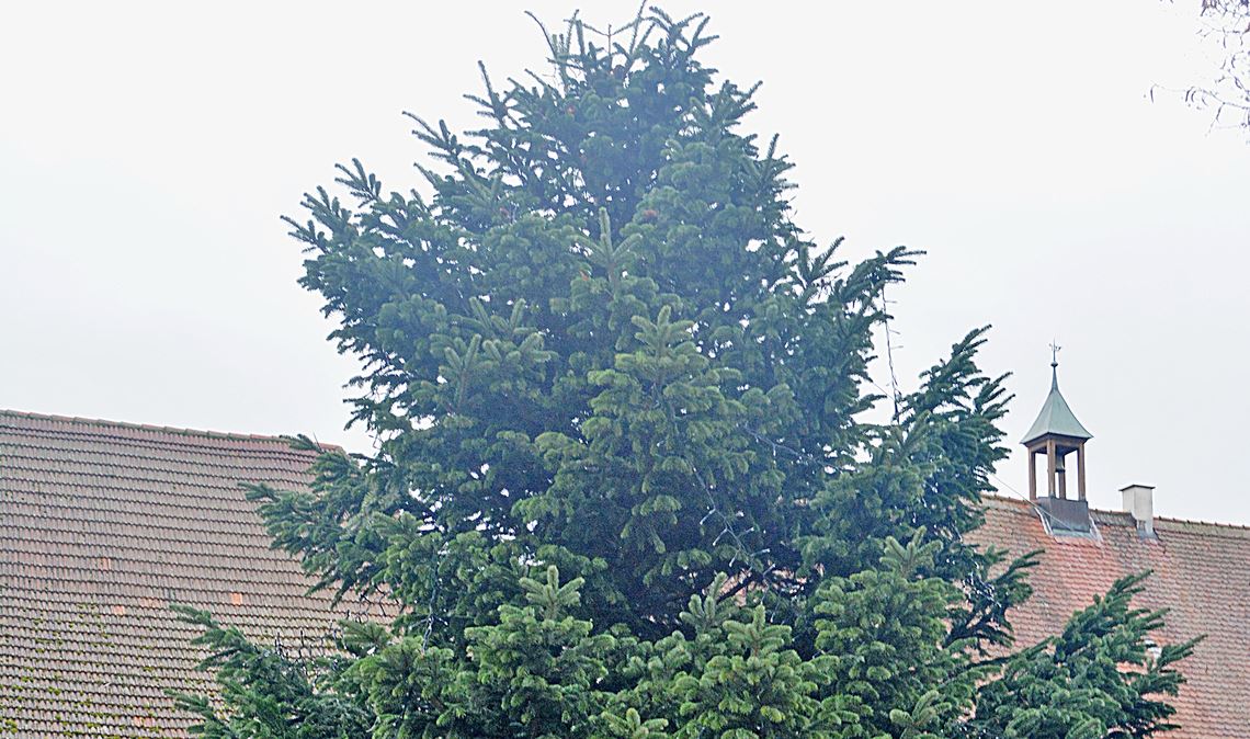 Der Enzberger Christbaum. Foto: Stahlfeld
