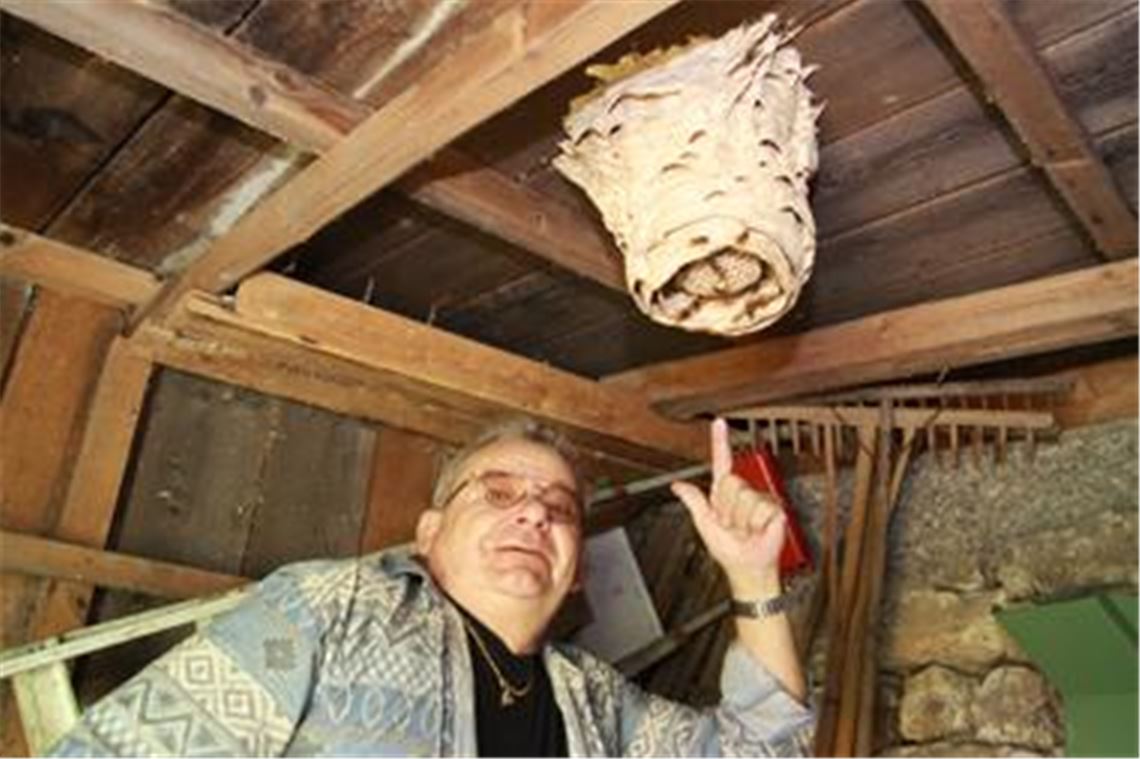 Der Enzberger Hartmut Zoller mit dem Hornissennest in seiner Gerätehütte. 
Foto: Sadler