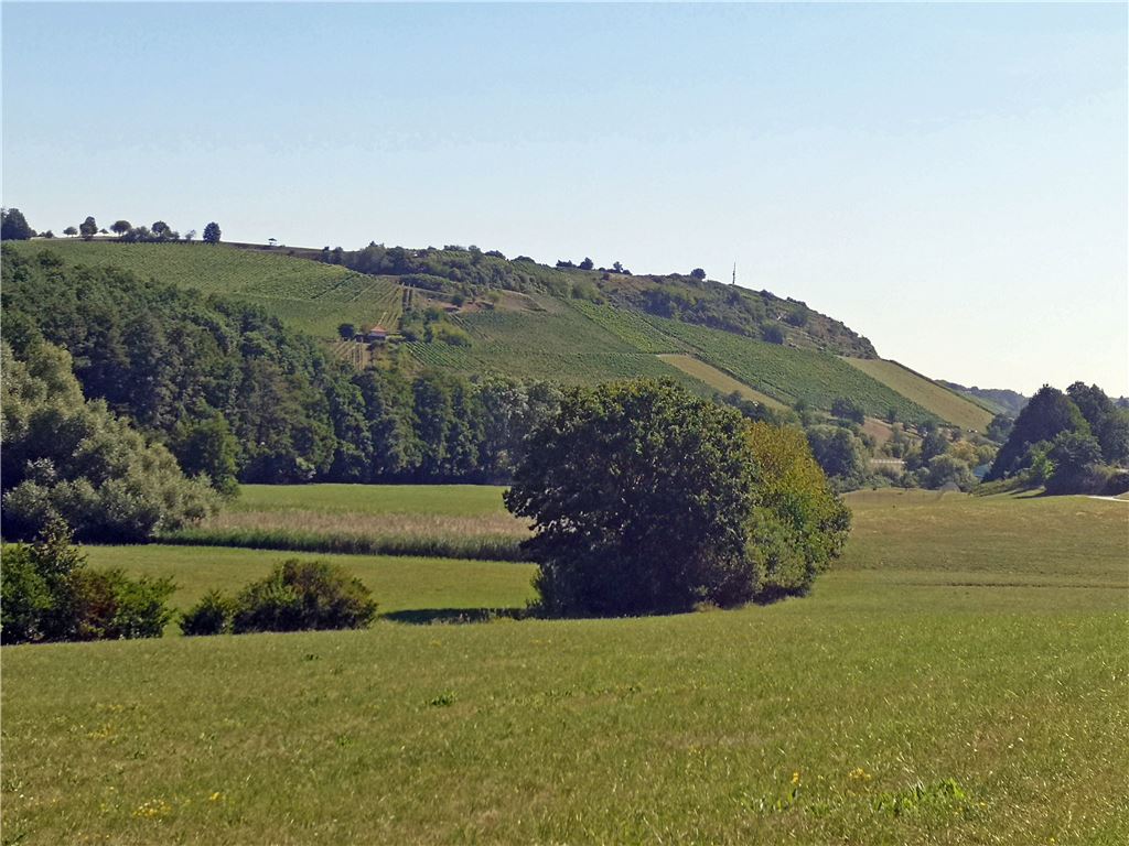 910_0008_192531_fg_Frostschaeden_Hohenklingen
