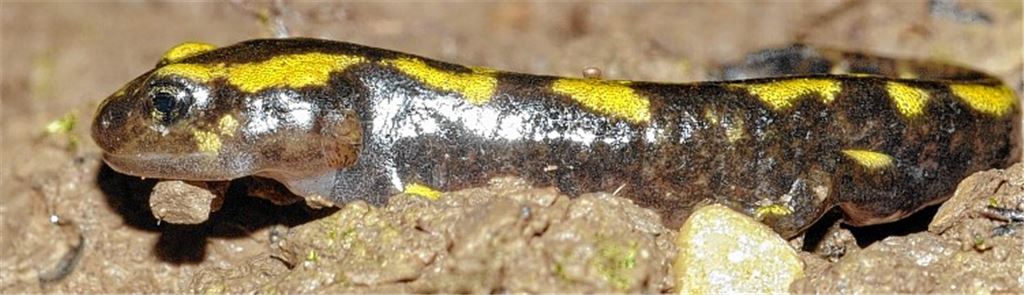 Der Feuersalamander ist in Deutschland laut Gesetz „besonders geschützt“. Dies bedeutet unter anderem, dass die Tiere nicht eingefangen, verletzt oder getötet werden dürfen. Fotos: Lechner