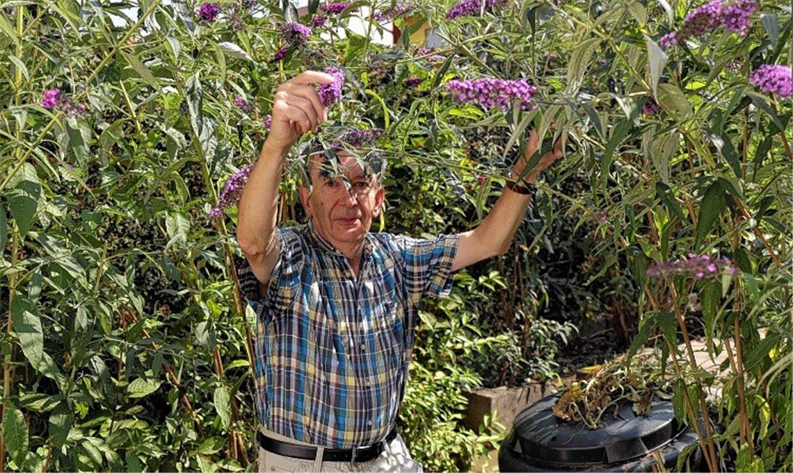 Tagfalter flattern Klimawandel hinterher