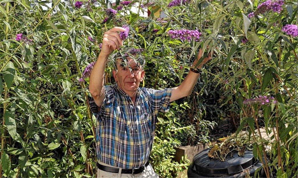 Tagfalter flattern Klimawandel hinterher