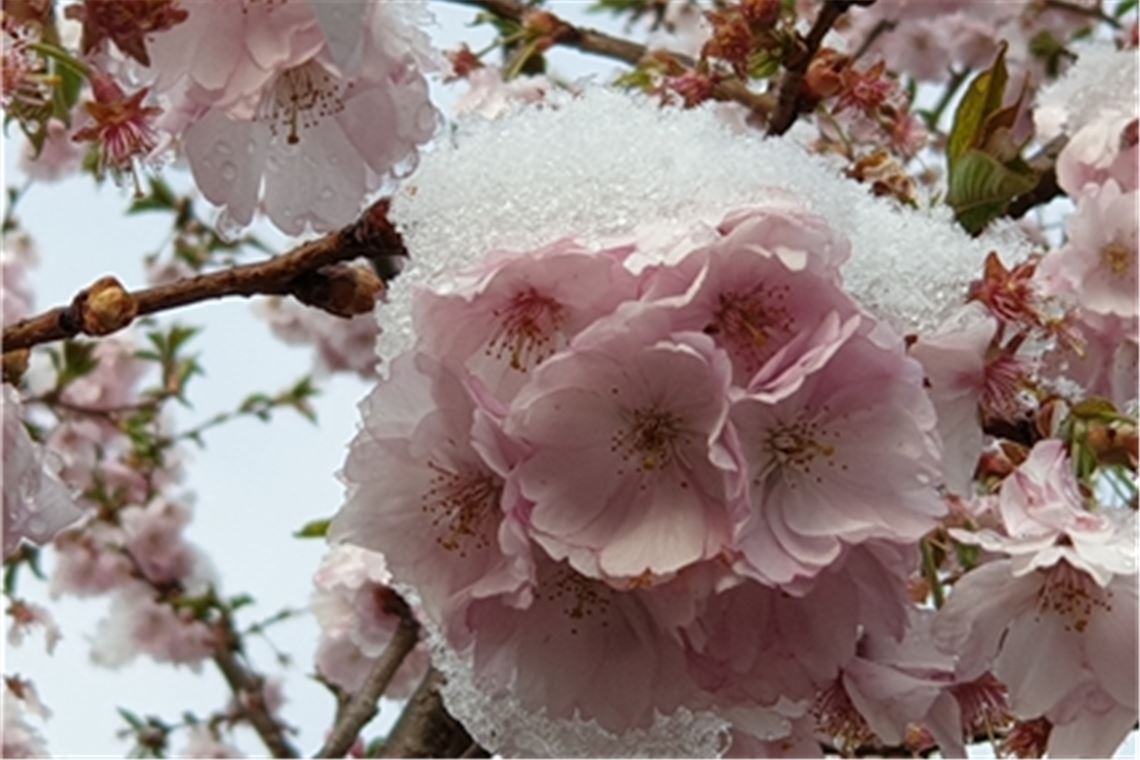 Winter ade? Von wegen! Der Frühling ganz in Weiß. Foto: Werner Gann