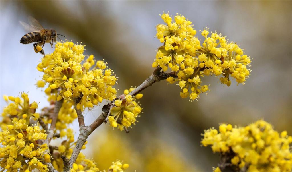 Der Frühling macht sich breit in Baden-Württemberg.