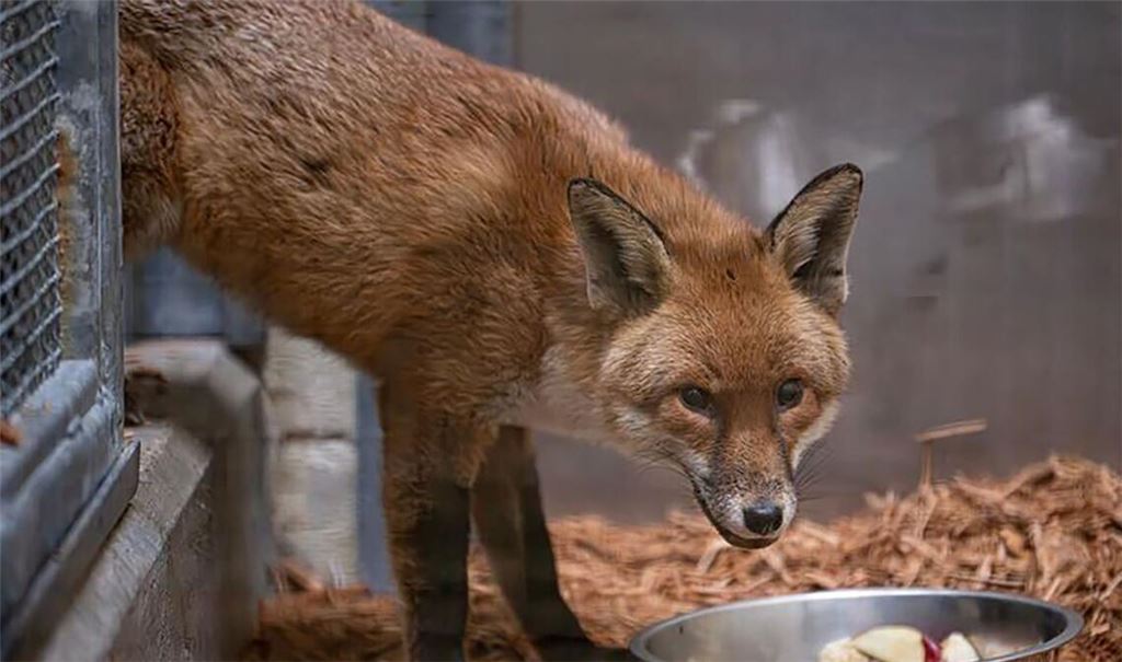 Der Fuchs lebt nun erstmal im Bronx Zoo.