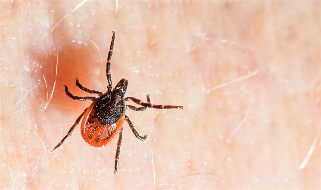 Der Gemeine Holzbock ist die häufigste Zeckenart in Deutschland und auch die, die hauptsächlich FSME und Borreliose auf den Menschen übertragt. (Archivbild)