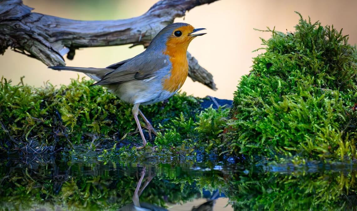 Der Gesang des Rotkehlchens ist eine Abfolge hoher Töne, die laut Nabu in einer perlenden Strophe enden. (Symbolbild)