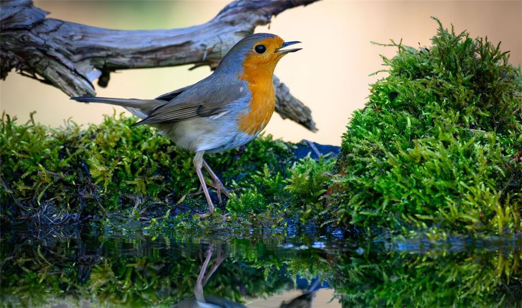 Der Gesang des Rotkehlchens ist eine Abfolge hoher Töne, die laut Nabu in einer perlenden Strophe enden. (Symbolbild)