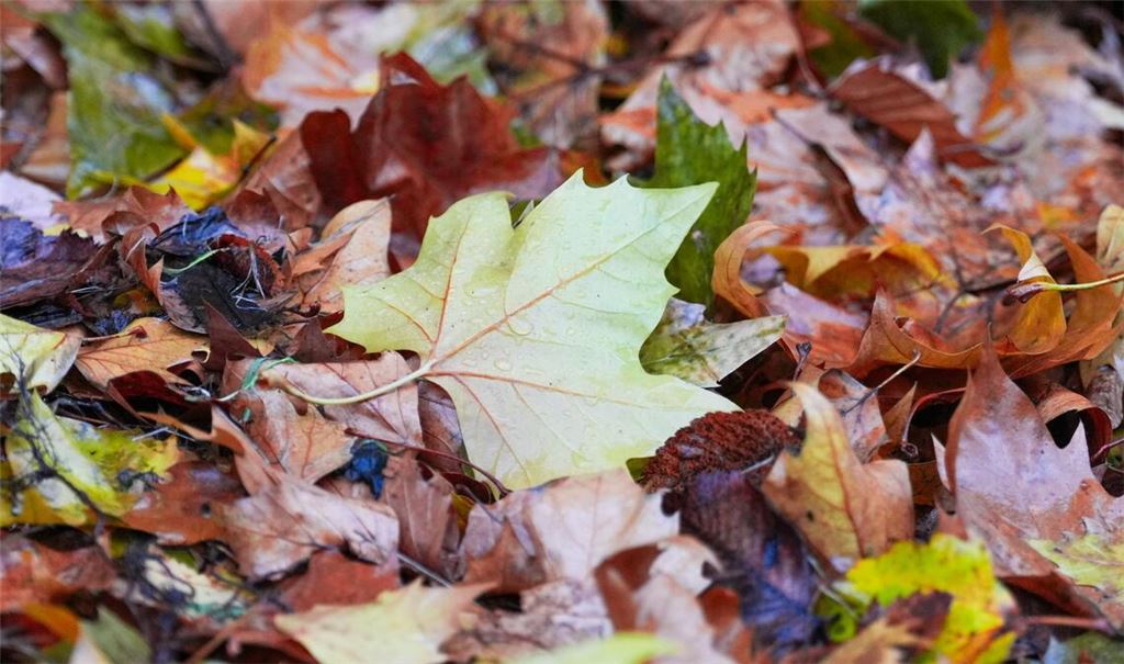 Der "Goldene Herbst" kam kaum zum Vorschein - die Sonne schien deutlich zu wenig.