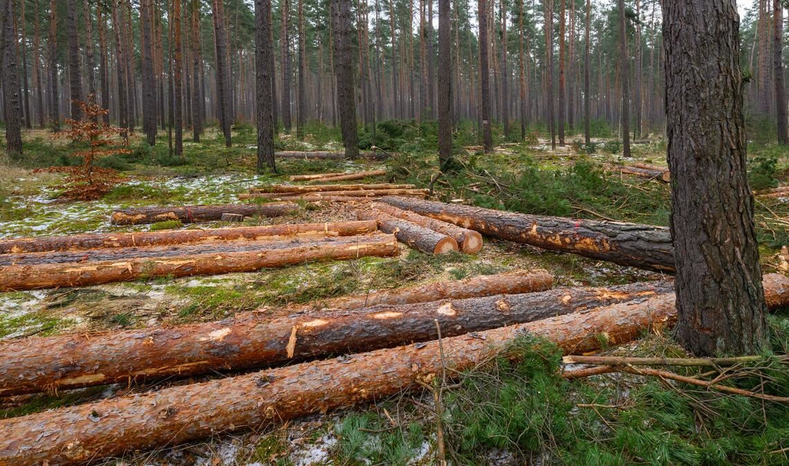 Der Großteil des eingeschlagenen Holzes findet Verwendung in der Säge- und Furnierindustrie, etwa als Paletten- oder Parkettholz. (Archivbild)
