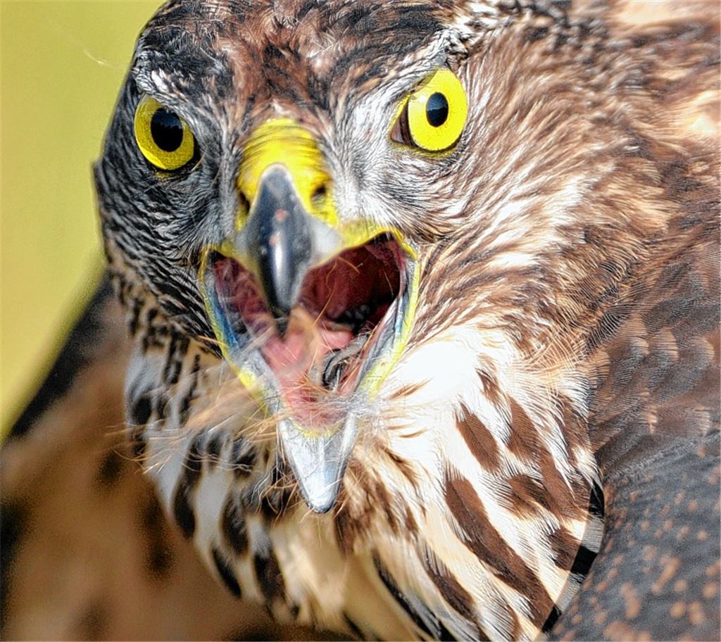Der Habicht ist „Vogel des Jahres“, und noch ist das Tier im Enzkreis zu Hause.