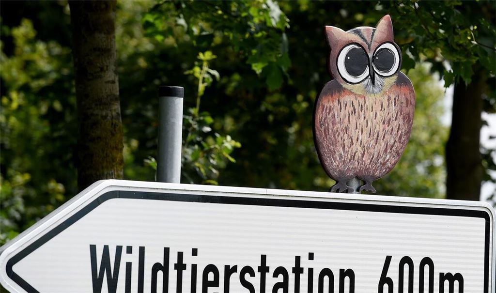 Der Hamburger Wolf soll nach Sachsenhagen gebracht worden sein.