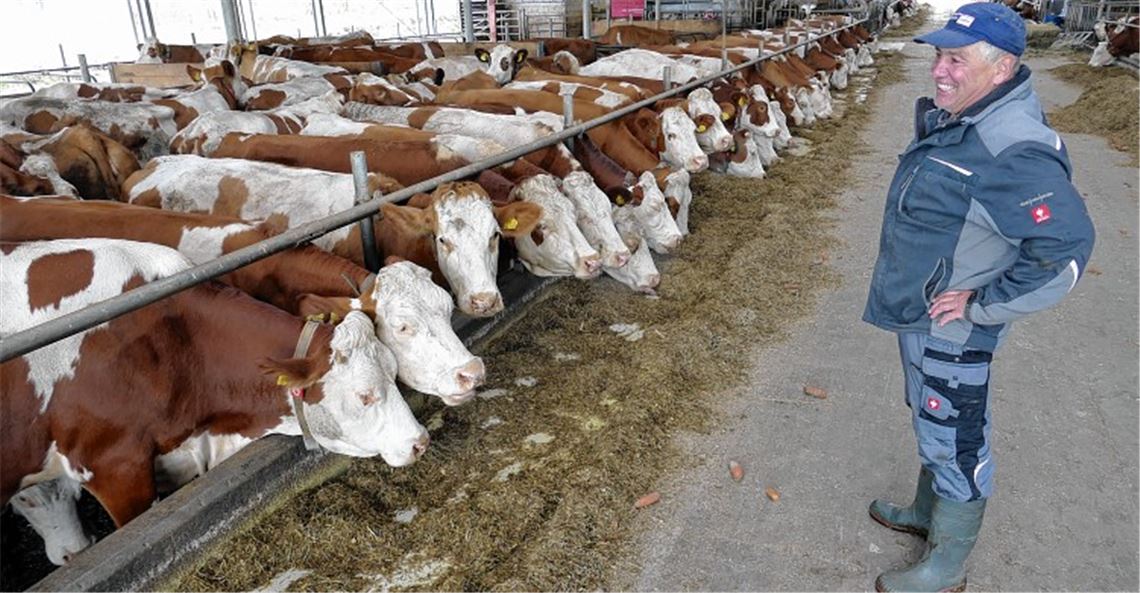 Roboter packen im Stall mit an