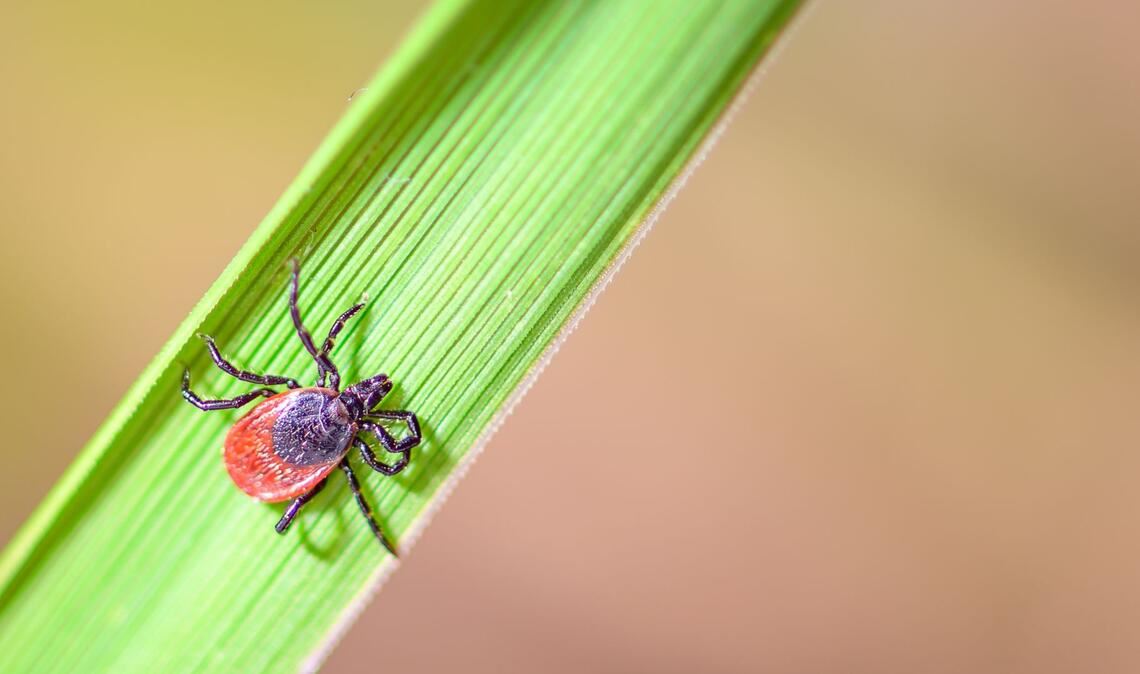 Der Holzbock kann Borrelien und FSME-Viren auf Mensch und Tier übertragen.