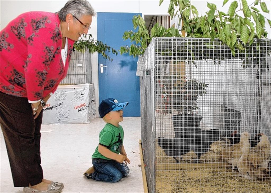 Der Hühnernachwuchs interessiert Groß und Klein.