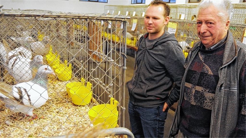 Der Illinger Kleintierzüchter Wolfgang Alfers (re.) betrachtet mit Tim Mannhardt dessen „Silber mit Binden“-Tauben. 