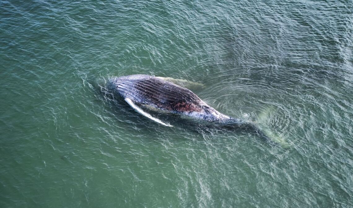 Der Kadaver des als „Timmy“ bekannten Buckelwals soll vor der Insel Anholt entfernt werden.