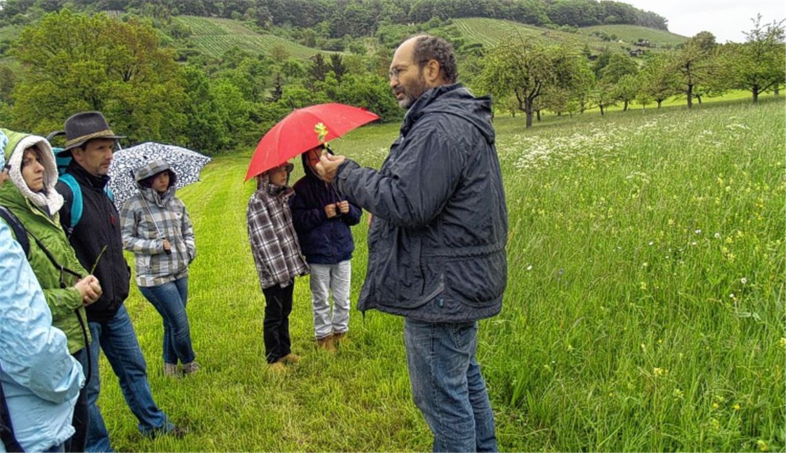 „Der Klappertopf klappert tatsächlich, wenn seine Samen ausgebildet sind“, erklärt Fachmann Thomas Köberle. Erkennbar ist die große Vielfalt an Landschaftsform und Bewuchs der Region am Sauberg. Foto: Filitz