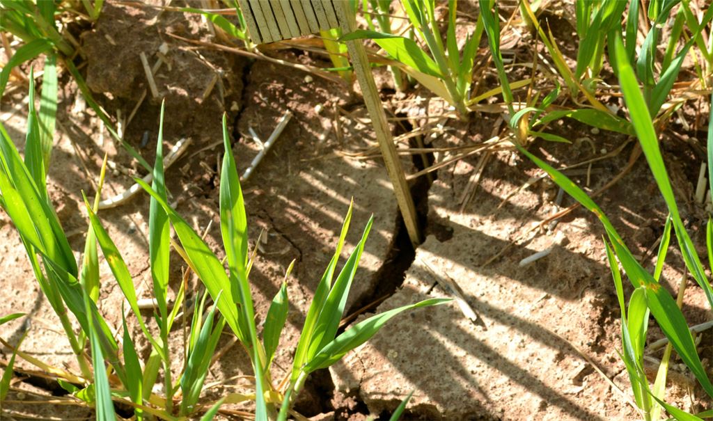 Der Klimawandel scheint angekommen zu sein: Sommer mit langanhaltender Dürre und tiefen Rissen in Ackerböden häufen sich auch in der Region.Fotos: Stahlfeld