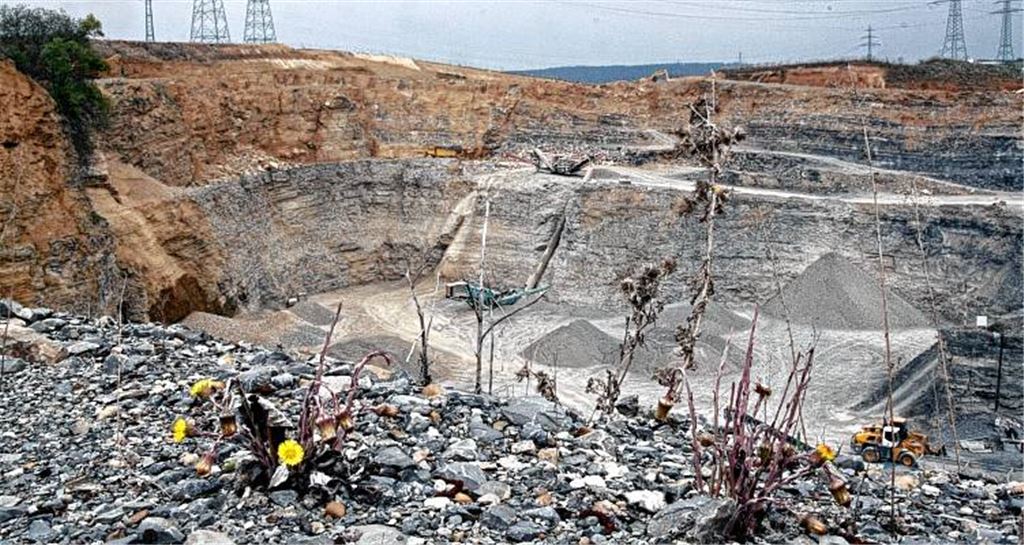 Der Knittlinger Steinbruch ist ein besonderes Biotop, in dem Pflanzen und Tiere ihre Nischen finden. Und nach dem Abbau werden die Flächen sowieso wieder rekultiviert. 