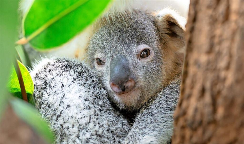 Der Koala Jingeri 
         
         
           
            Foto: 
                Wilhelma/ Birger Meierjohann