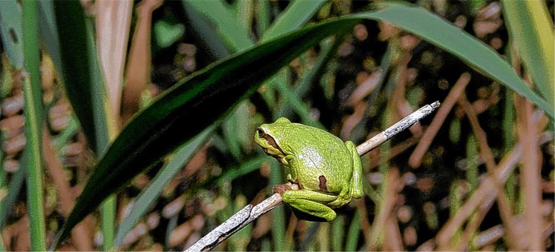 Der König der Frösche ist nicht nur schön grün, sondern auch geschickt. Foto: Lechner
