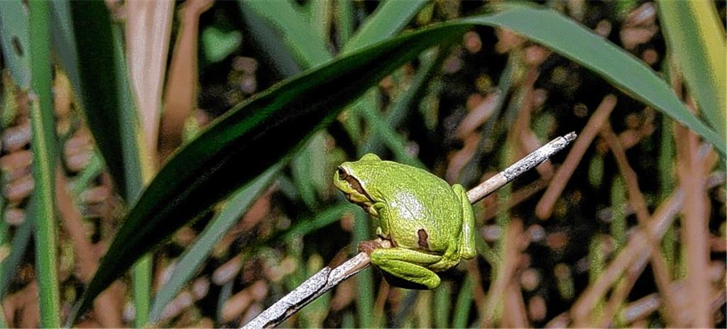 Der König der Frösche ist nicht nur schön grün, sondern auch geschickt. Foto: Lechner