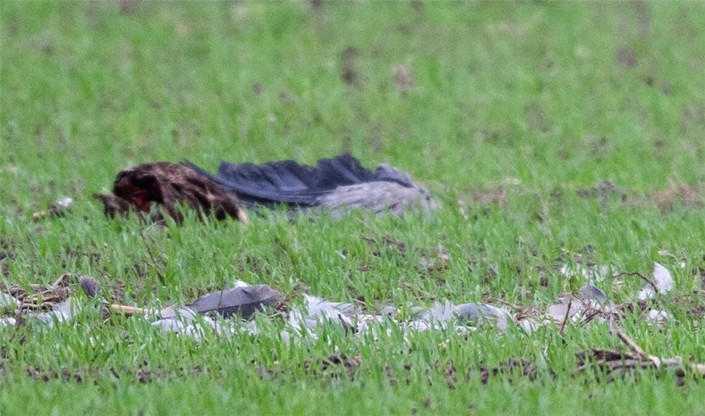 Der Kranich starb (Symbolbild).