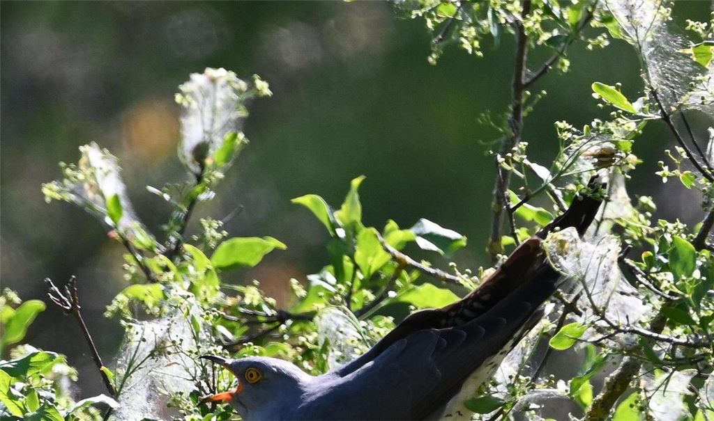 Der Kuckuck ist ein Liebhaber der eiweißreichen Gespinstmotten-Raupen. Foto: Lechner